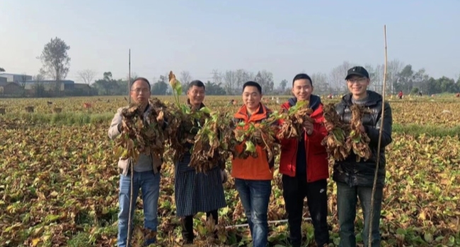 2022-3-21使用蜀道地澤瀉方案后，助農增收